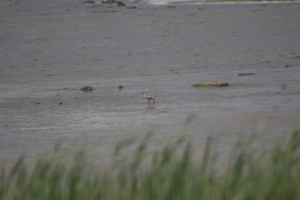 Red Knot - ML646735302
