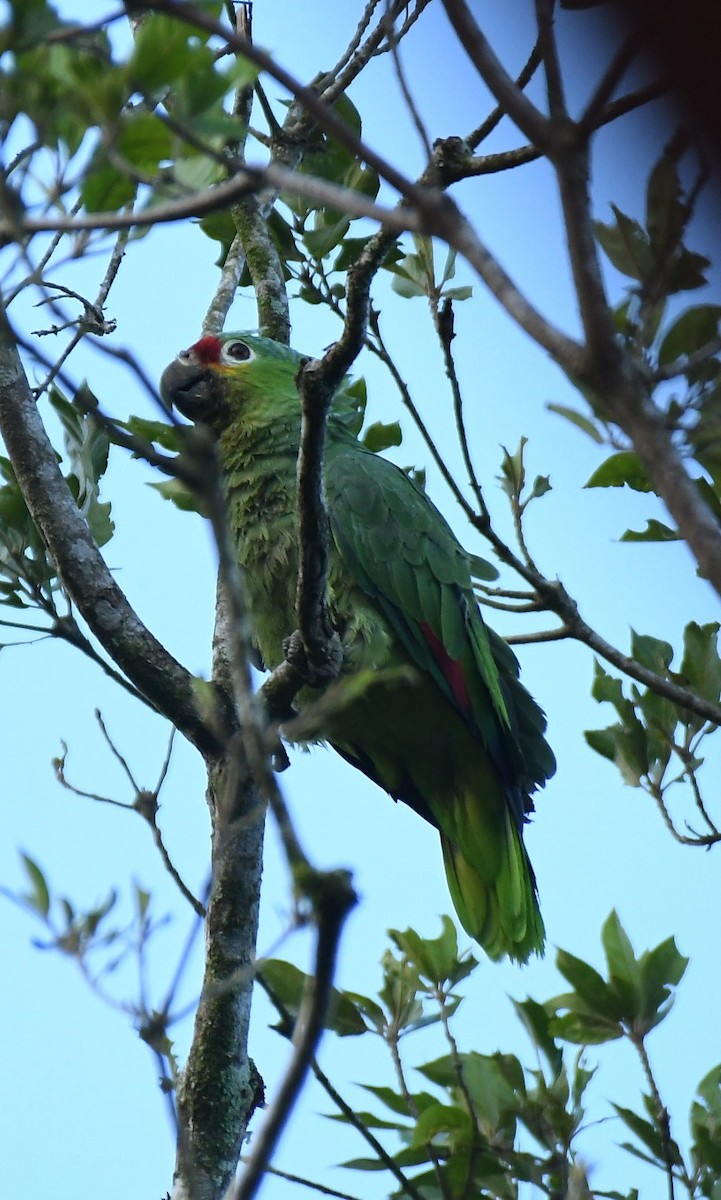 Red-lored Amazon - ML646735308