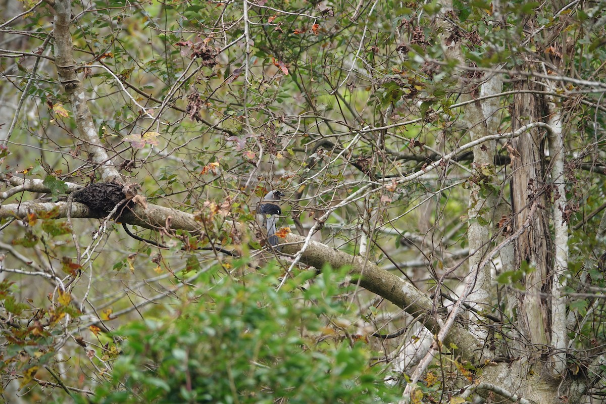 樹鵲 - ML646735312