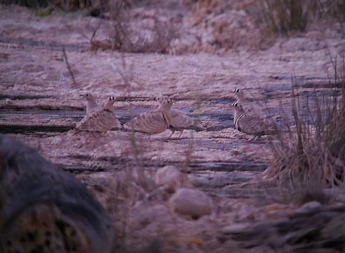 stripesandhøne - ML646735315