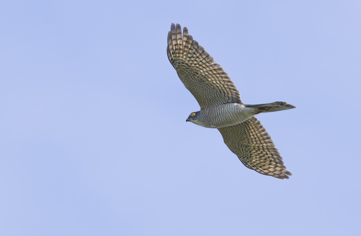 日本松雀鷹 - ML646735317