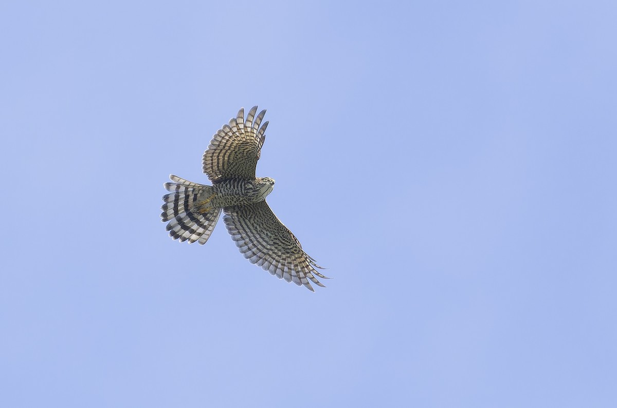 日本松雀鷹 - ML646735318