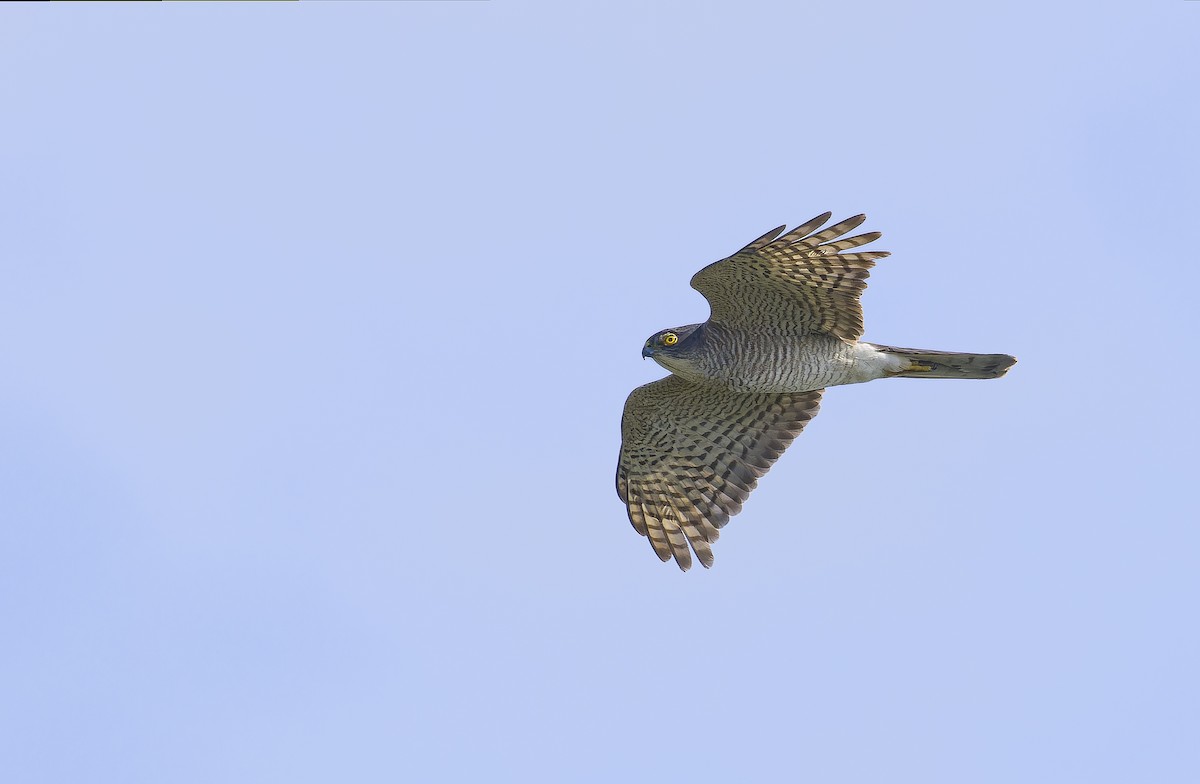 日本松雀鷹 - ML646735319