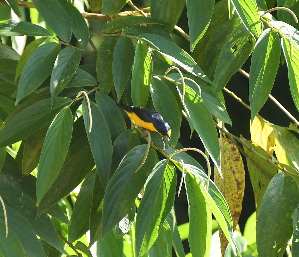 キノドスミレフウキンチョウ - ML646735322