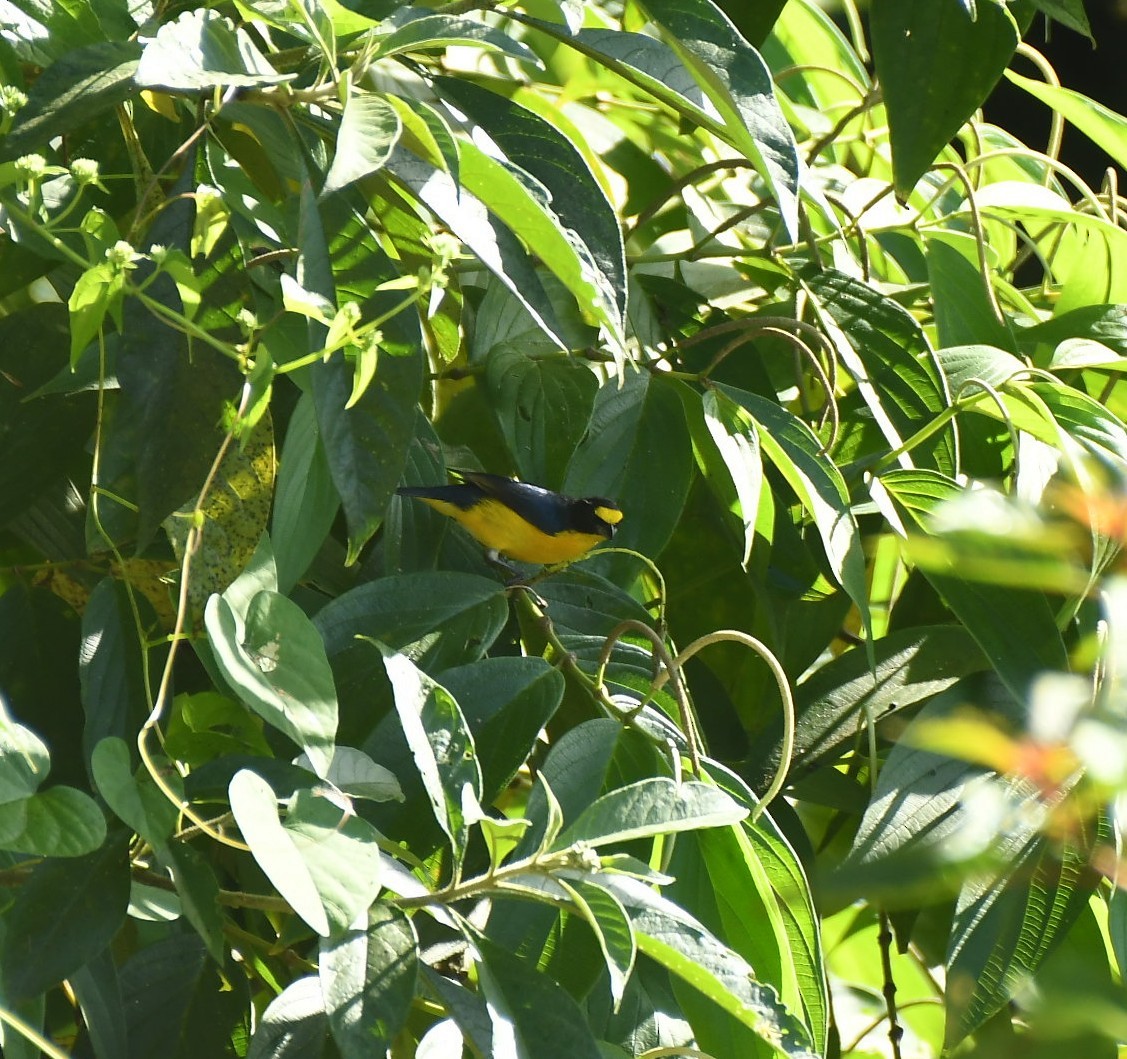 キノドスミレフウキンチョウ - ML646735323