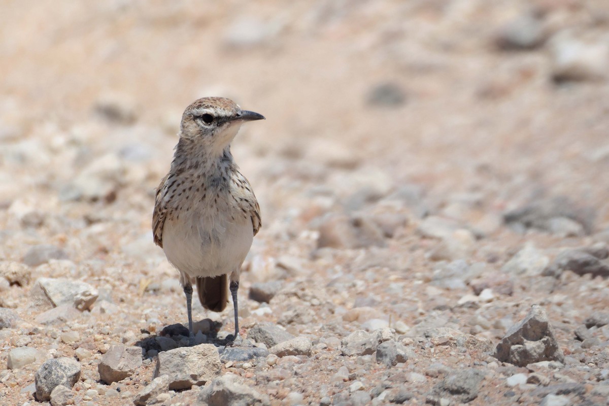 Karoo Long-billed Lark - ML646735324