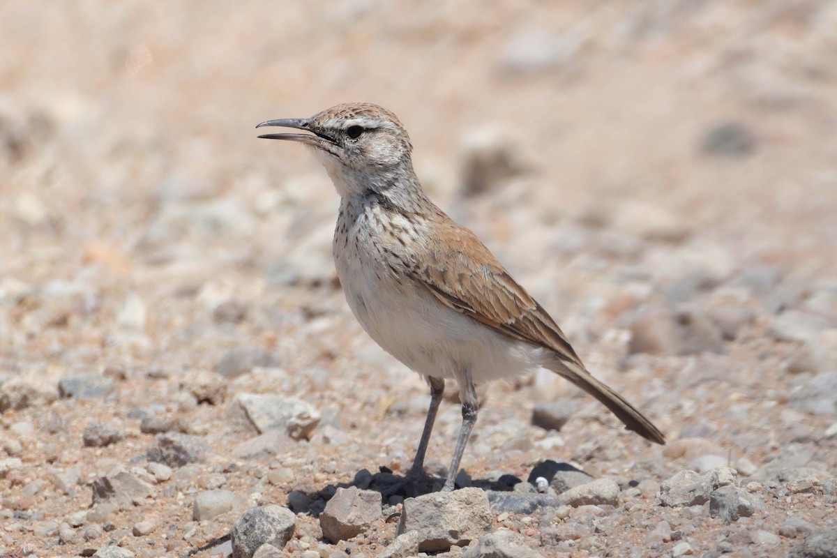 Karoo Long-billed Lark - ML646735325