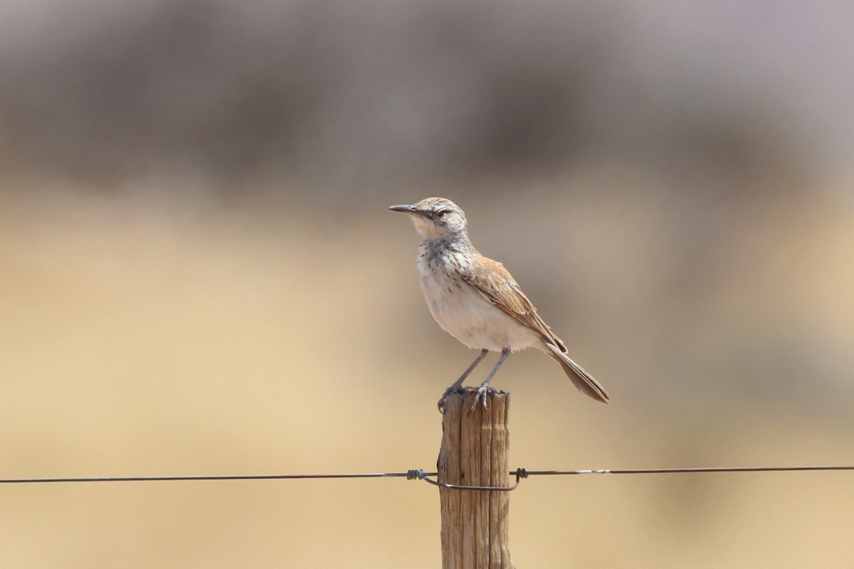 Karoo Long-billed Lark - ML646735326