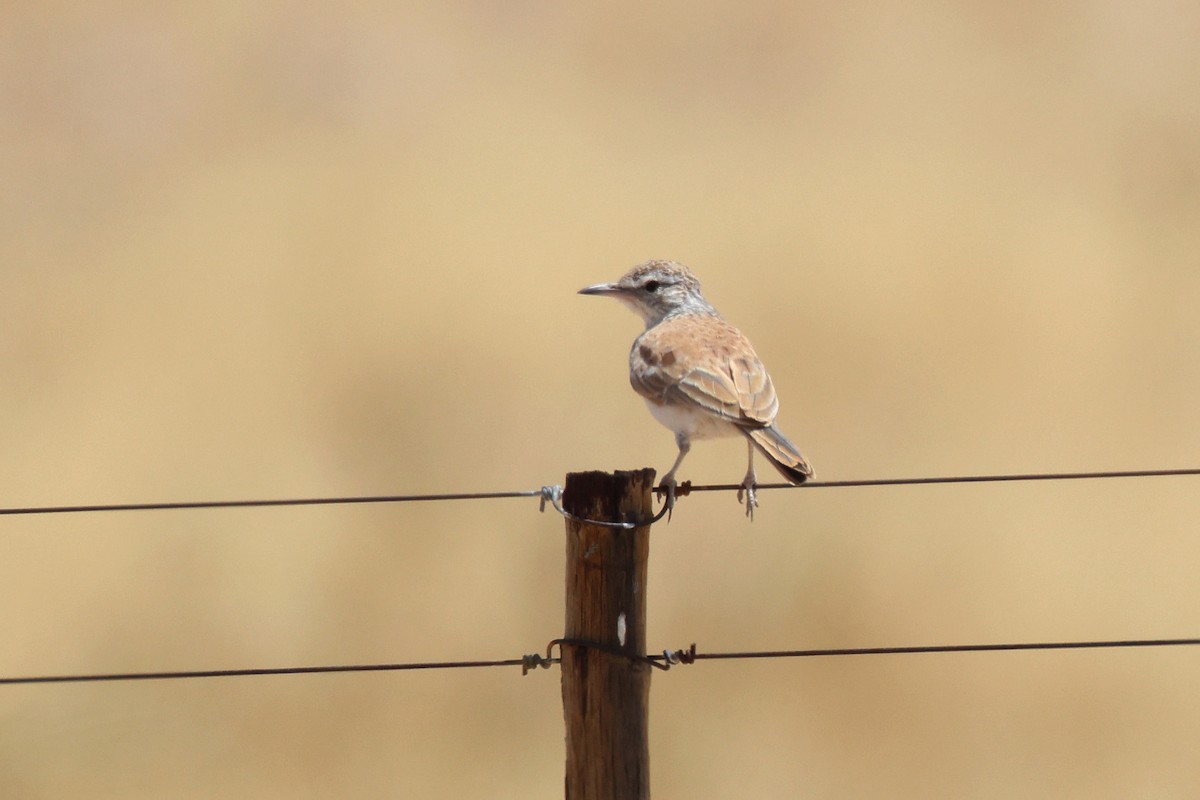 Alondra Piquilarga - ML646735327