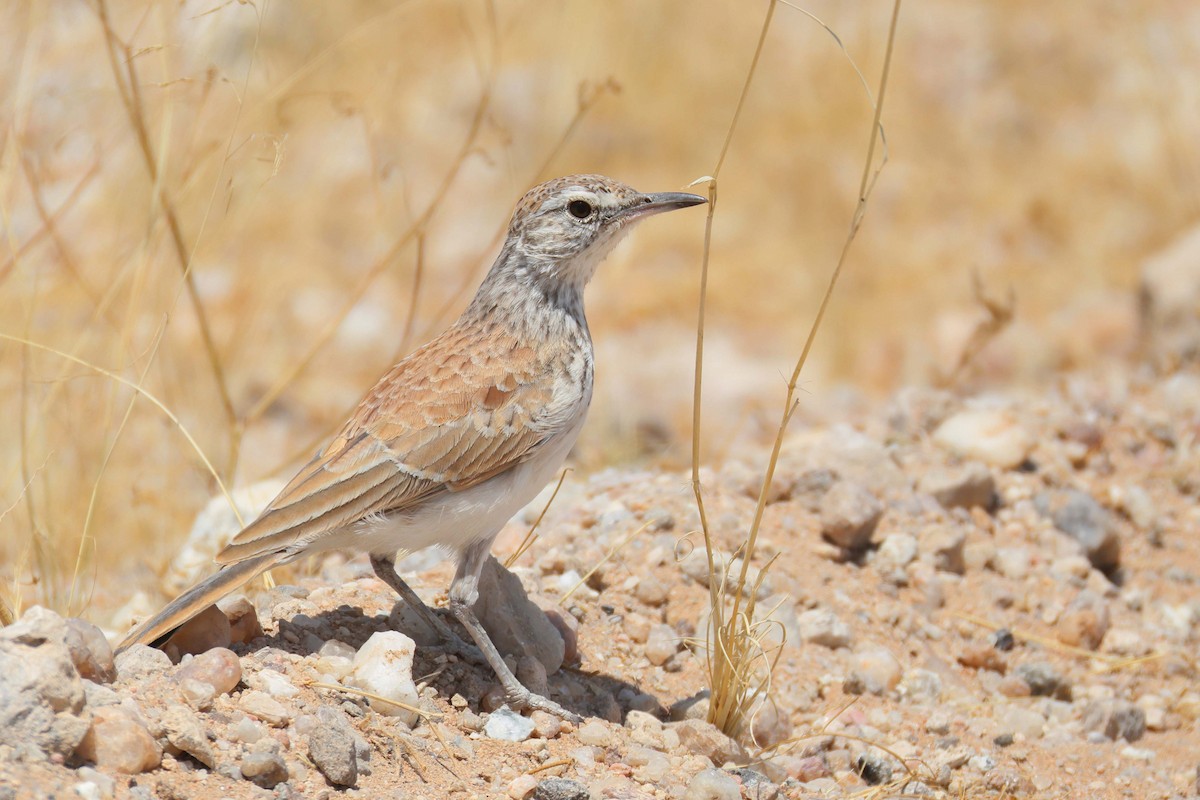 Karoo Long-billed Lark - ML646735328