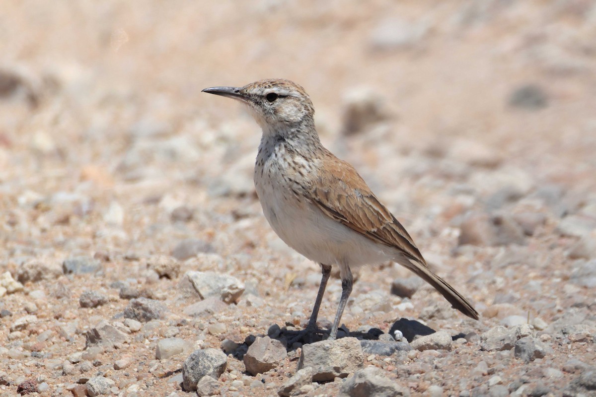 Karoo Long-billed Lark - ML646735329