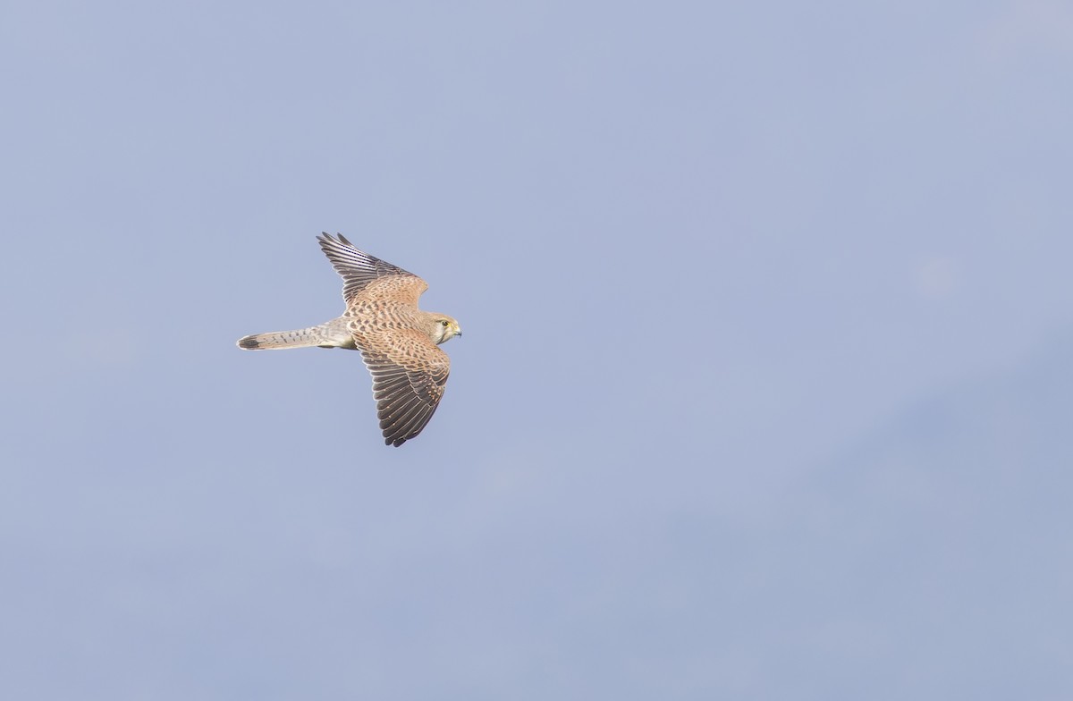 紅隼 - ML646735330