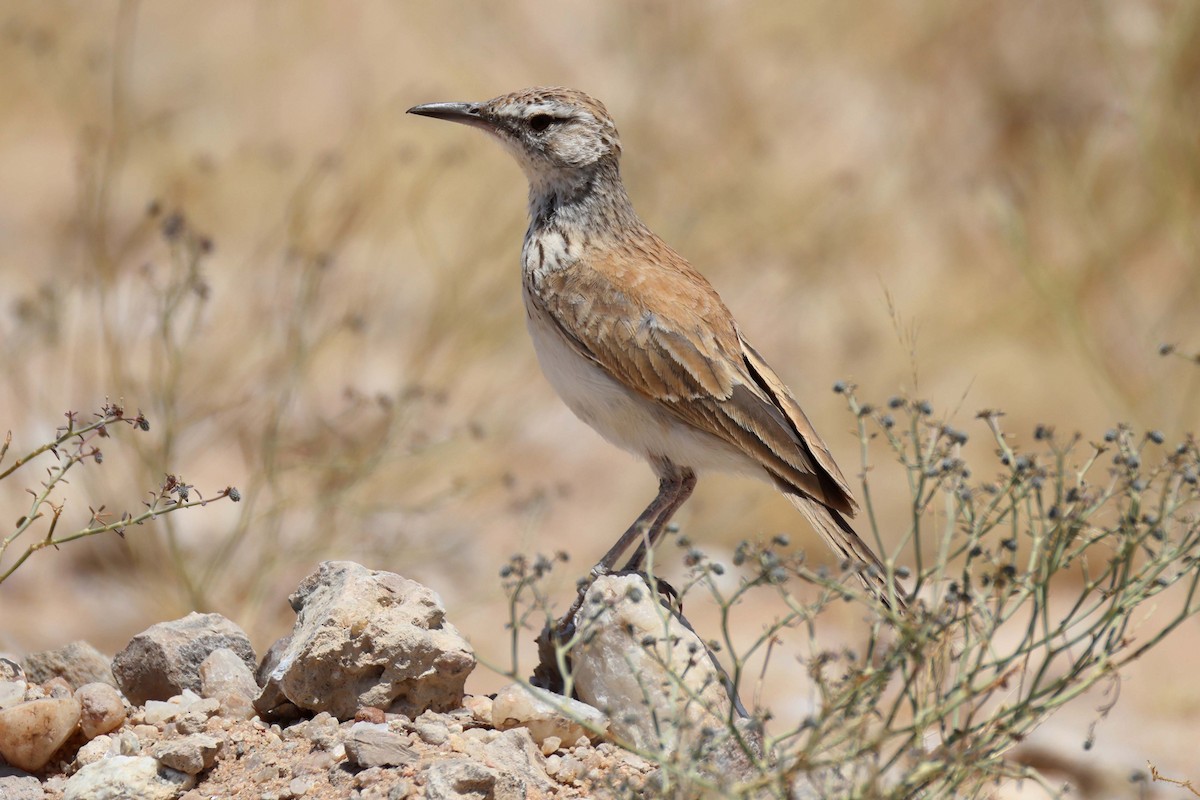 Alondra Piquilarga - ML646735331