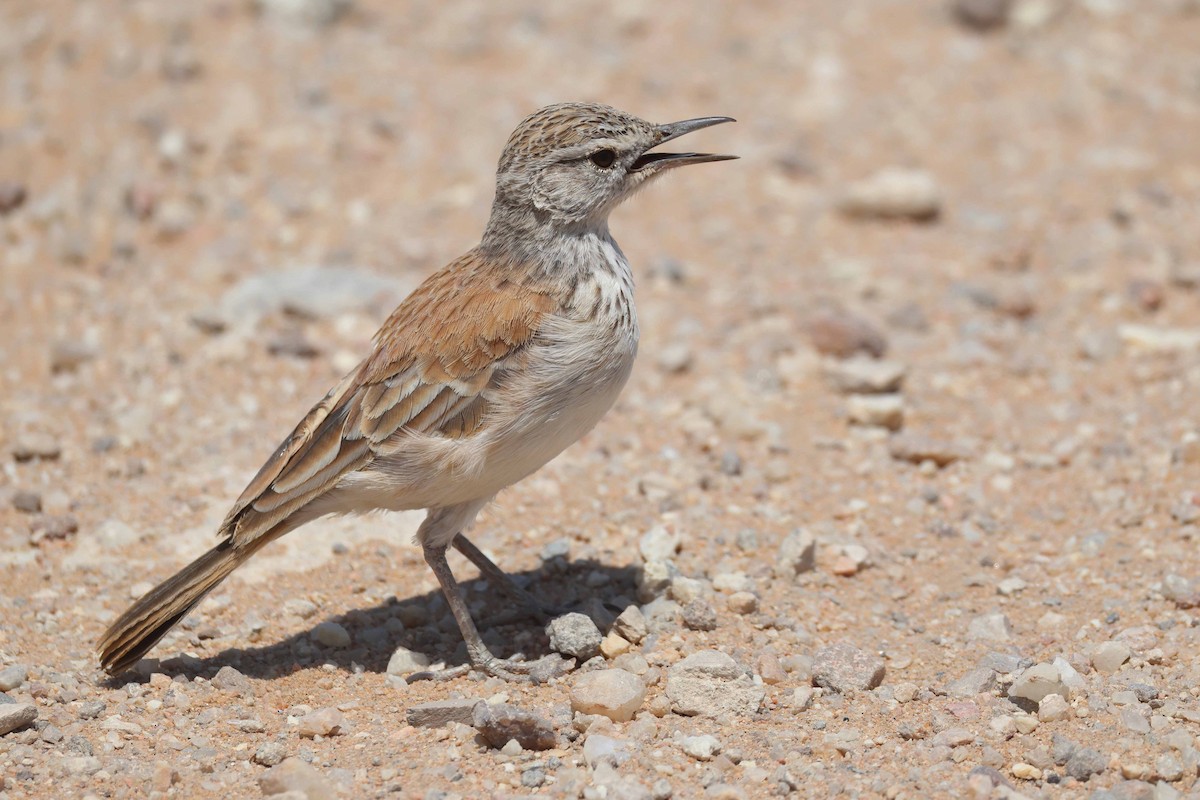 Alondra Piquilarga - ML646735332