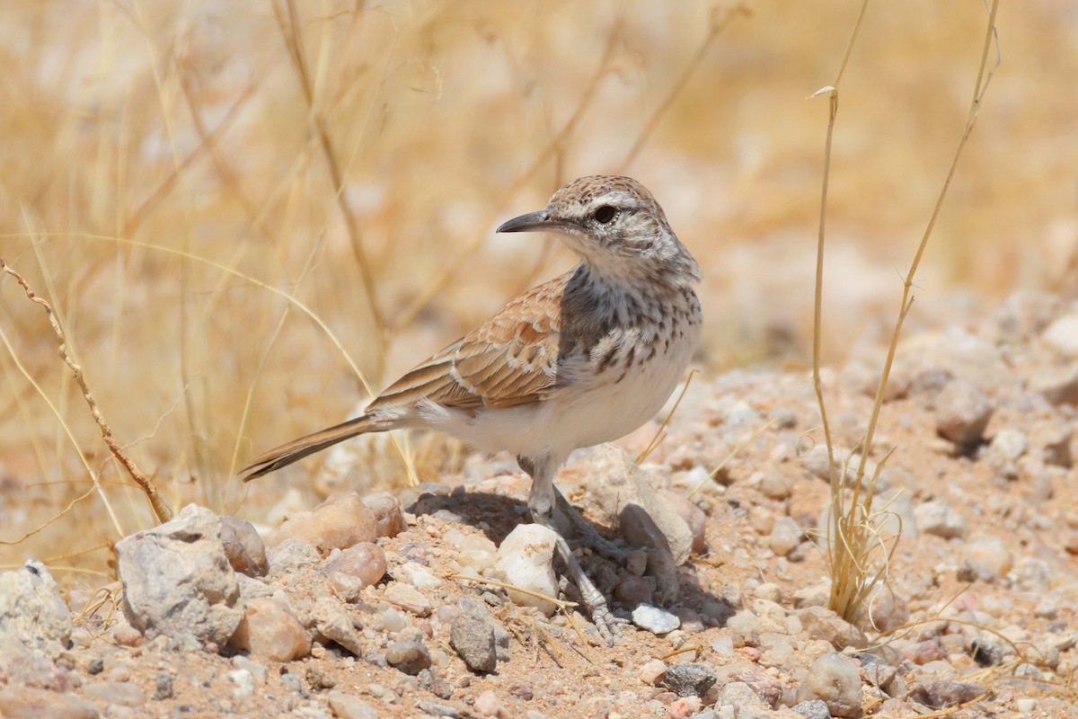 Alondra Piquilarga - ML646735333