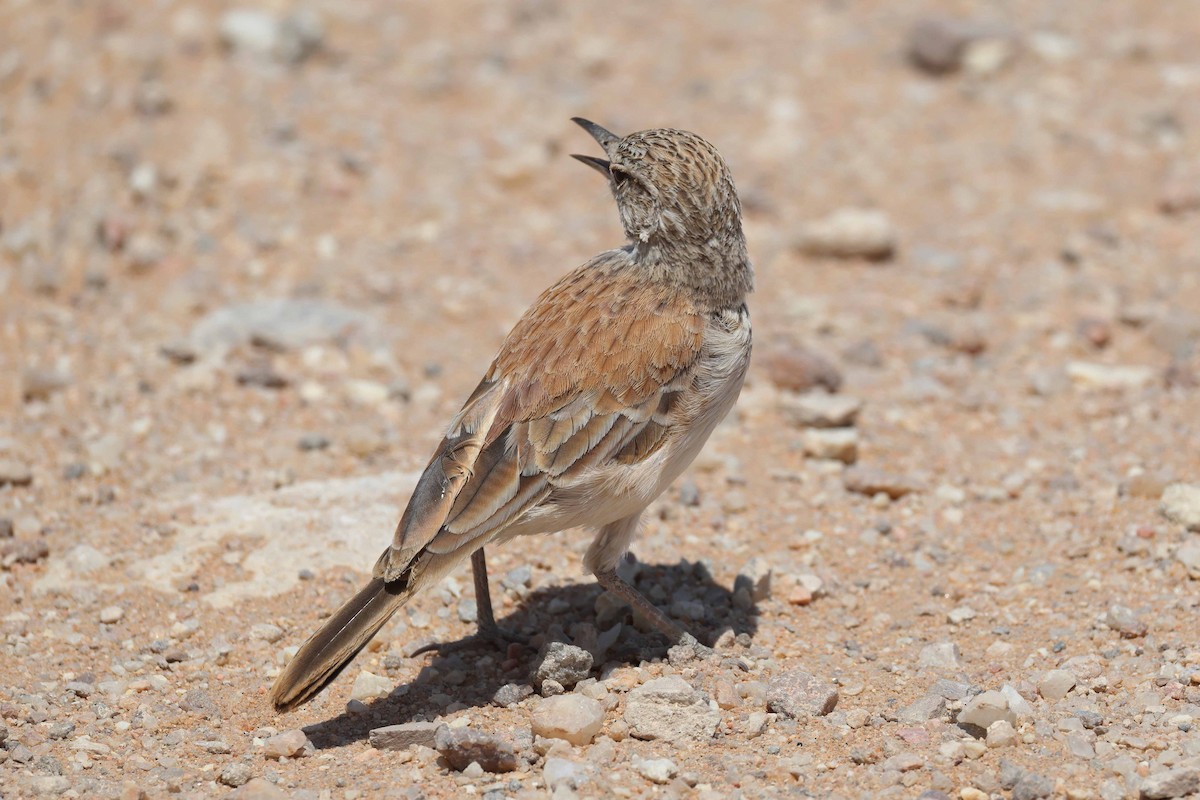 Alondra Piquilarga - ML646735334