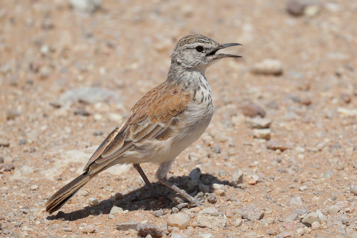 Alondra Piquilarga - ML646735335