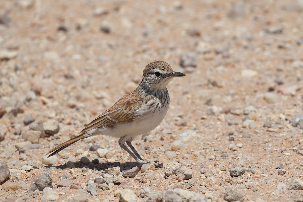 Alondra Piquilarga - ML646735336