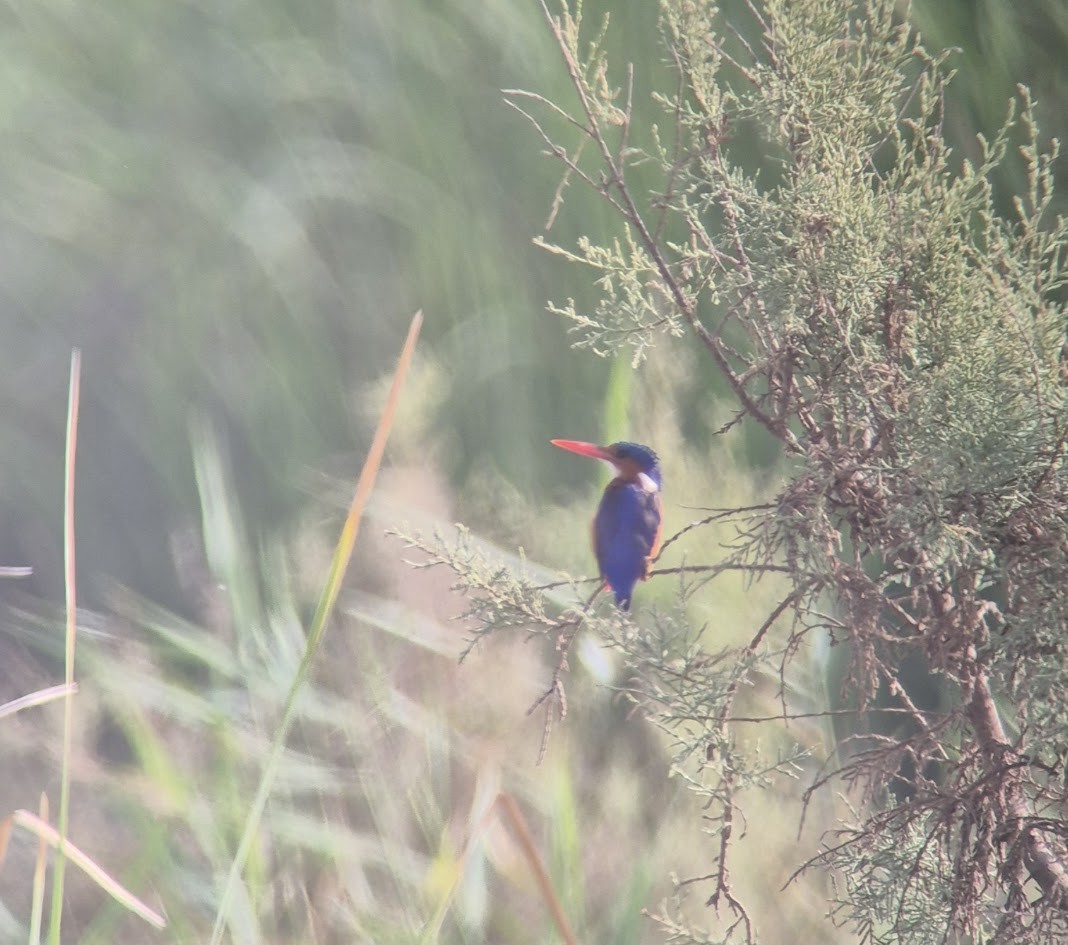 tiaraisfugl (cristatus gr.) - ML646735337