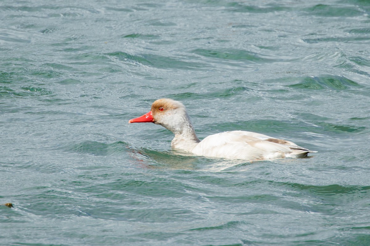 Pato Colorado - ML646735338