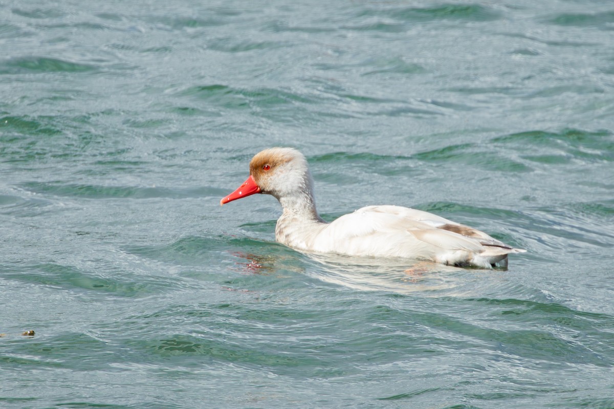 Pato Colorado - ML646735339