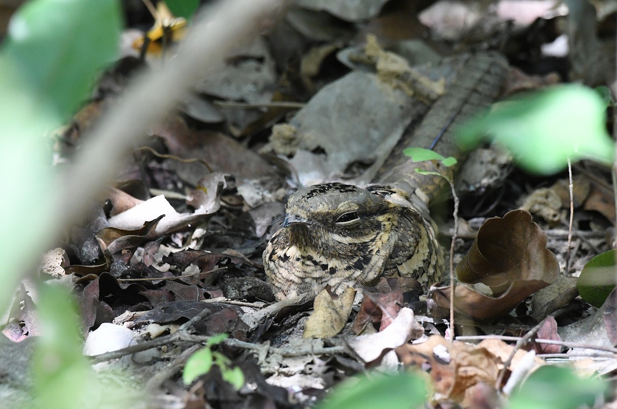 Long-tailed Nightjar - ML646735340