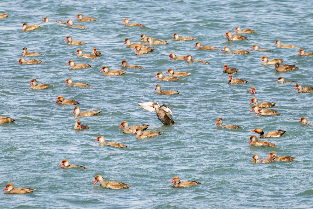 Pato Colorado - ML646735342