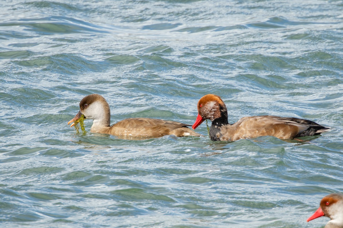 Pato Colorado - ML646735343