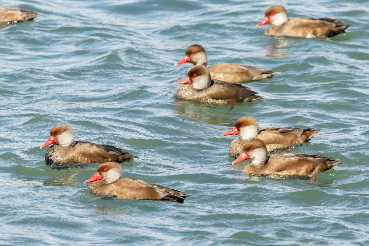 Pato Colorado - ML646735344