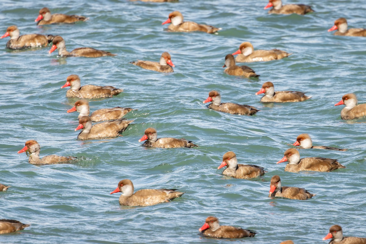 Pato Colorado - ML646735345