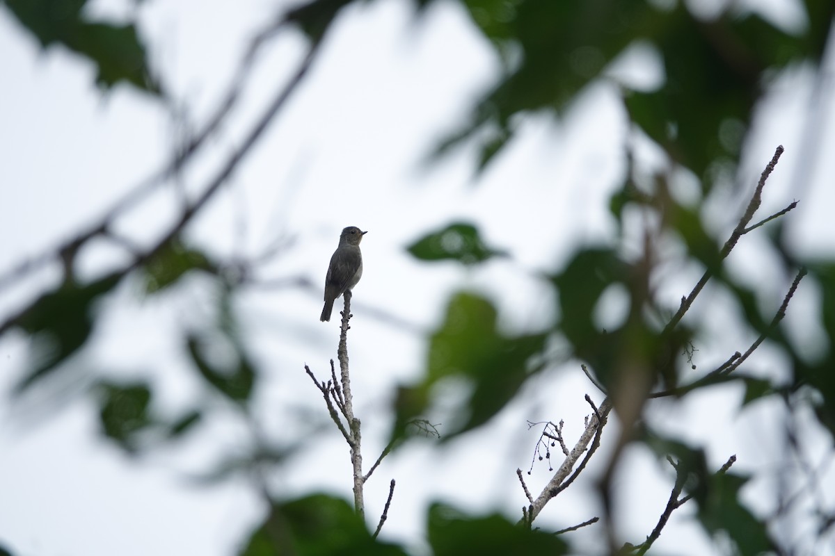 黃腹琉璃 - ML646735346