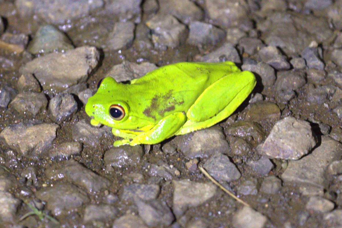 Orange-eyed Tree Frog - ML646735348