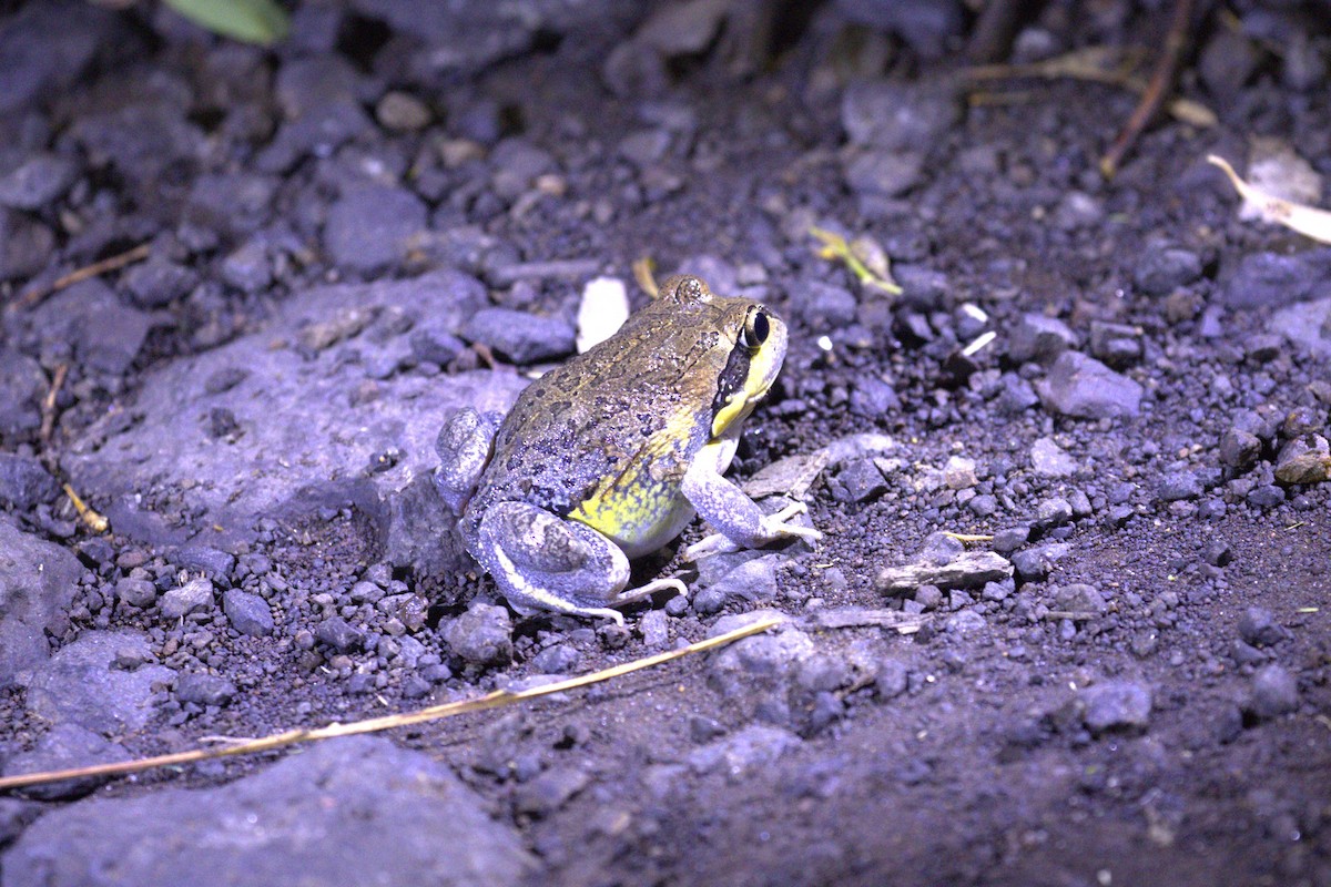 Scarlet-sided Banjo Frog - ML646735349