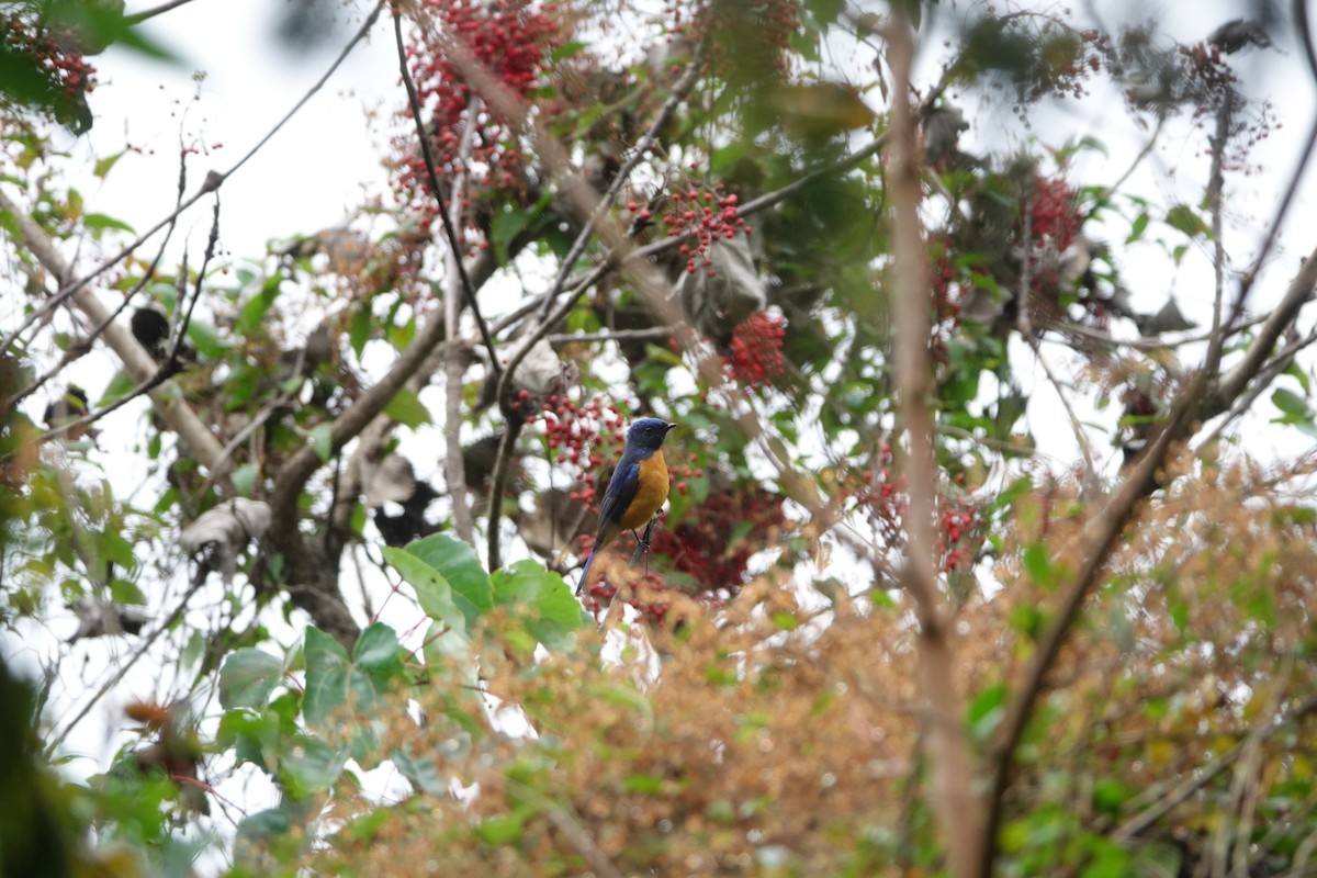 黃腹琉璃 - ML646735351