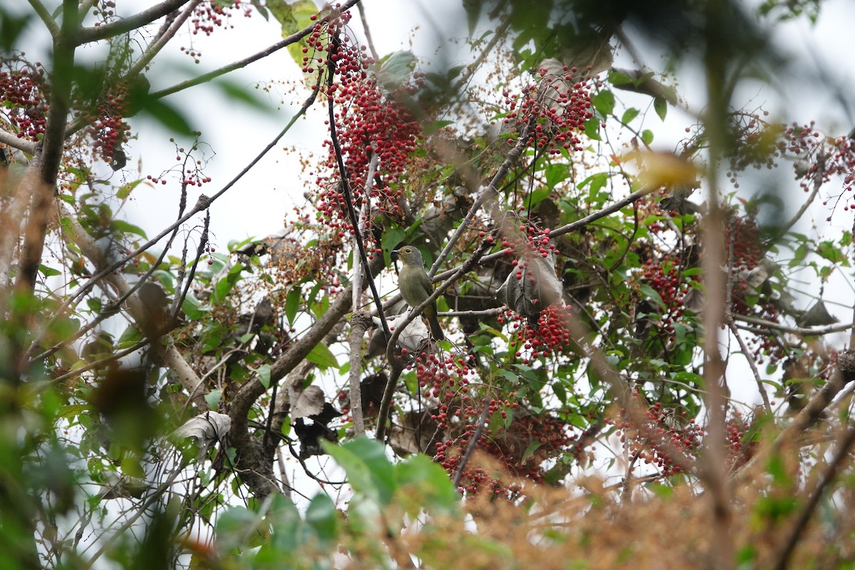 黃腹琉璃 - ML646735358