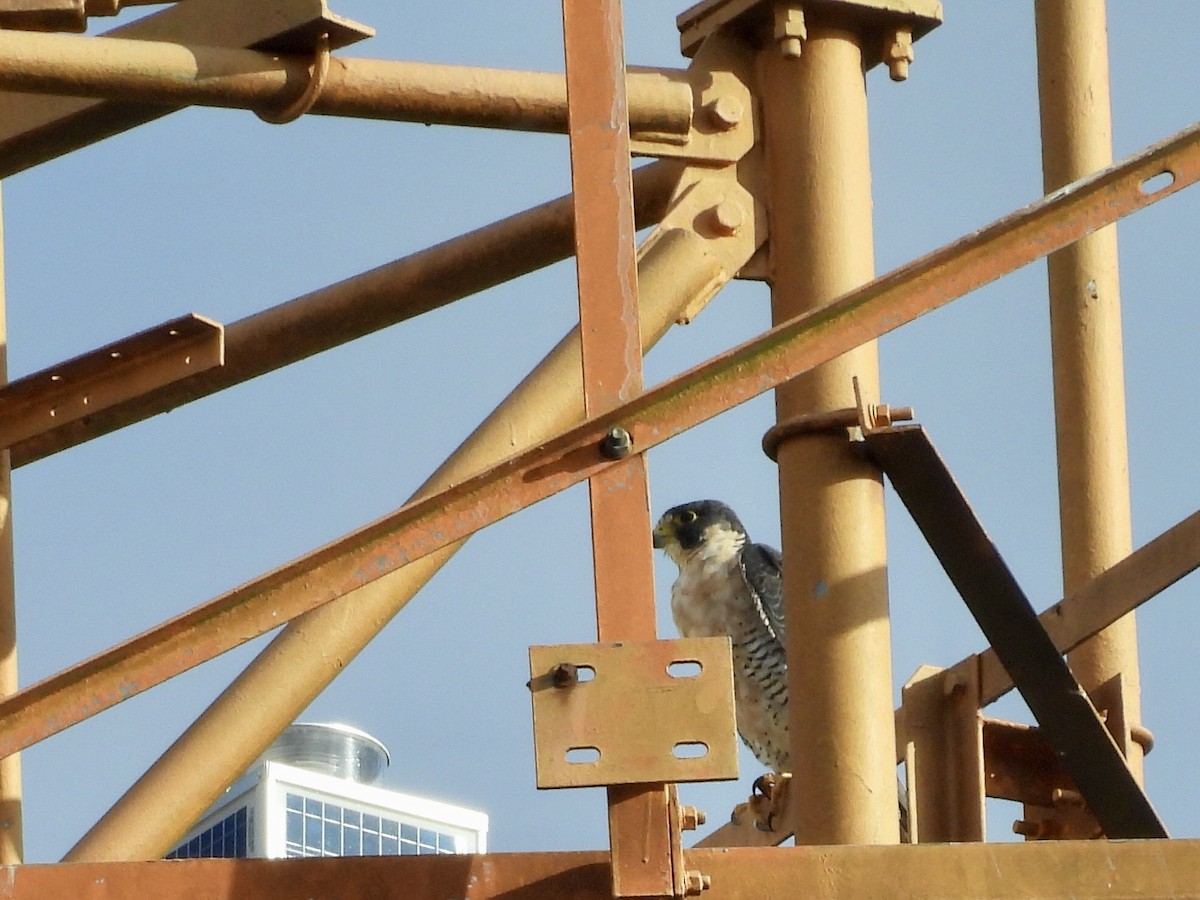 Halcón Peregrino - ML646735361