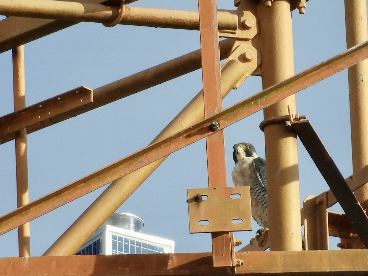 Halcón Peregrino - ML646735362