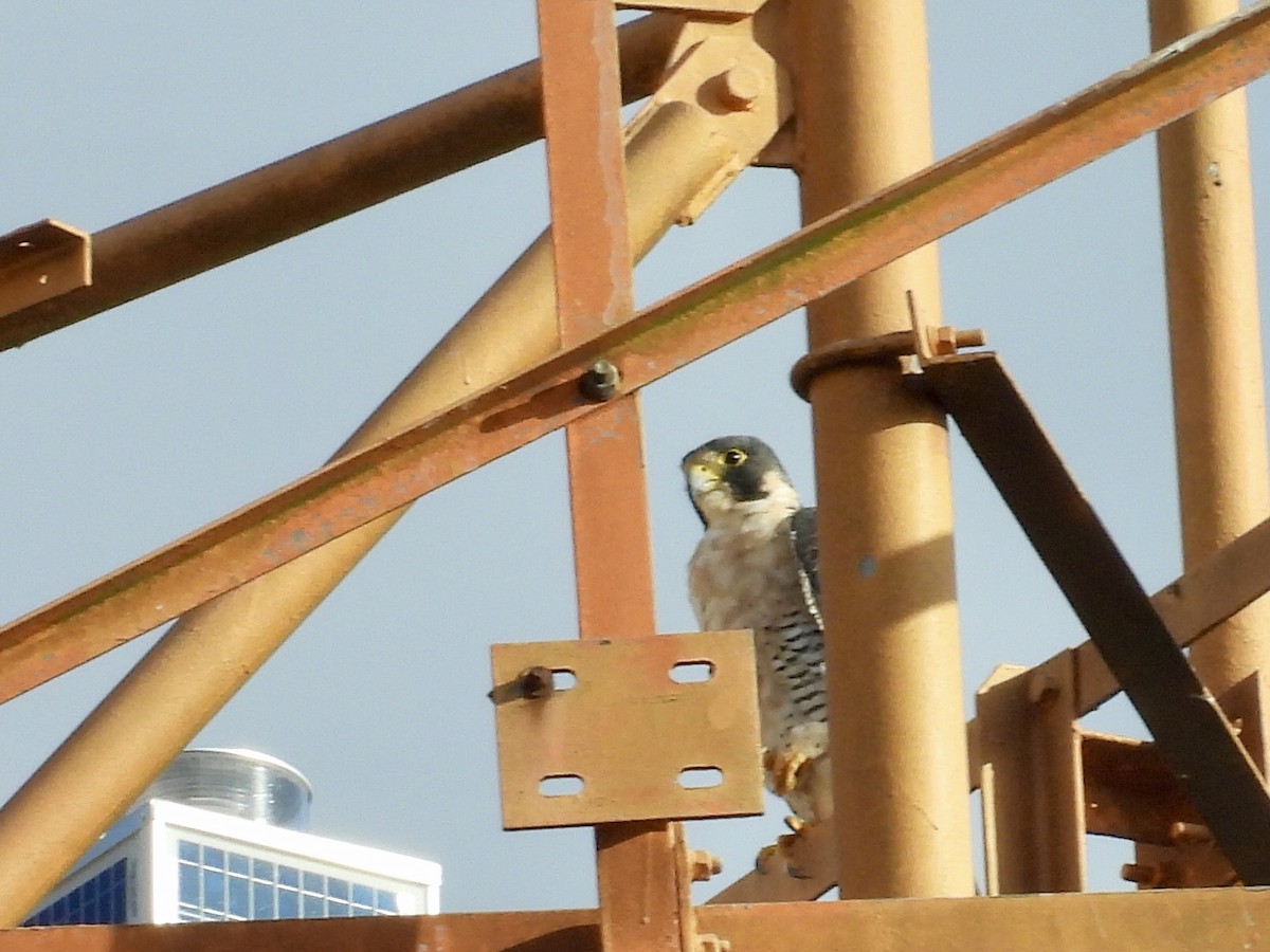 Halcón Peregrino - ML646735363