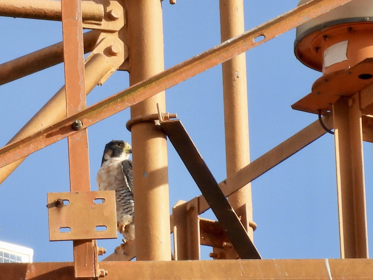 Halcón Peregrino - ML646735364