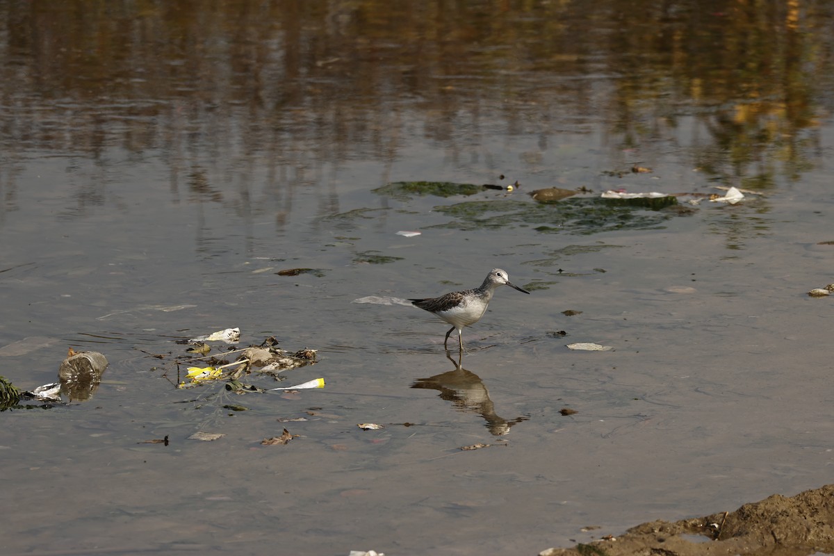 Common Greenshank - ML646735365