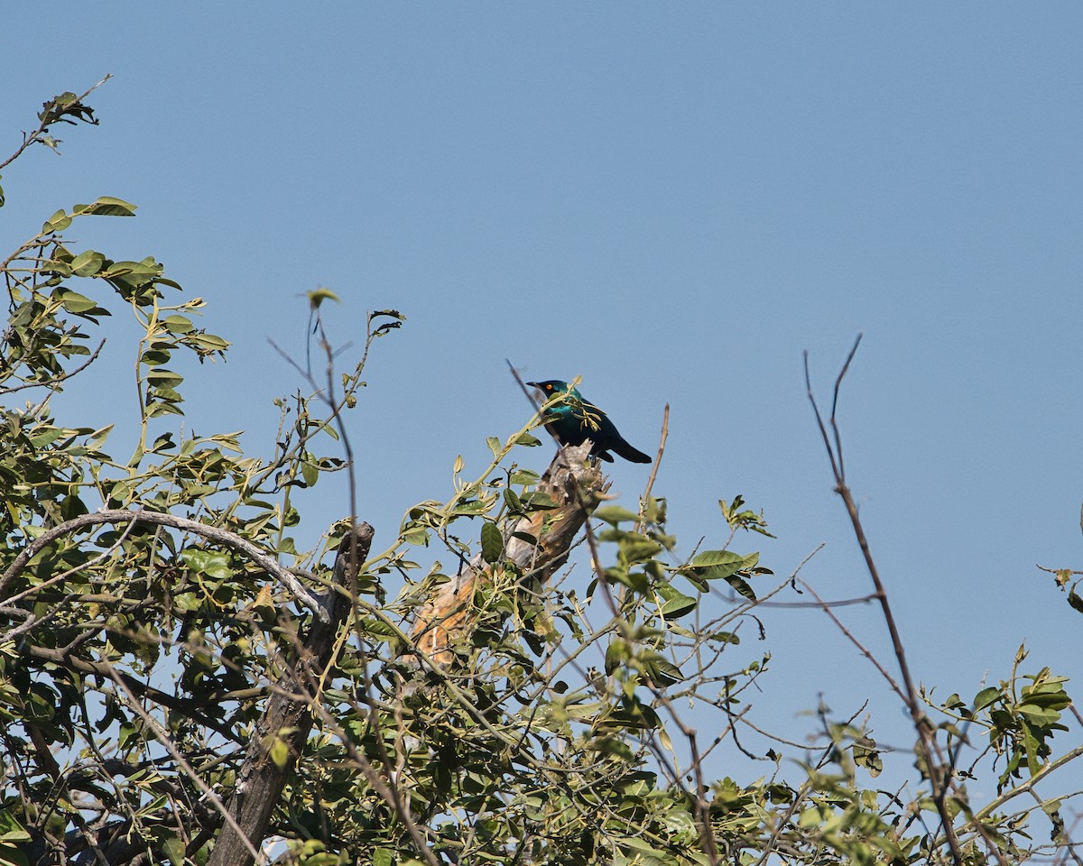 Greater Blue-eared Starling - ML646735368