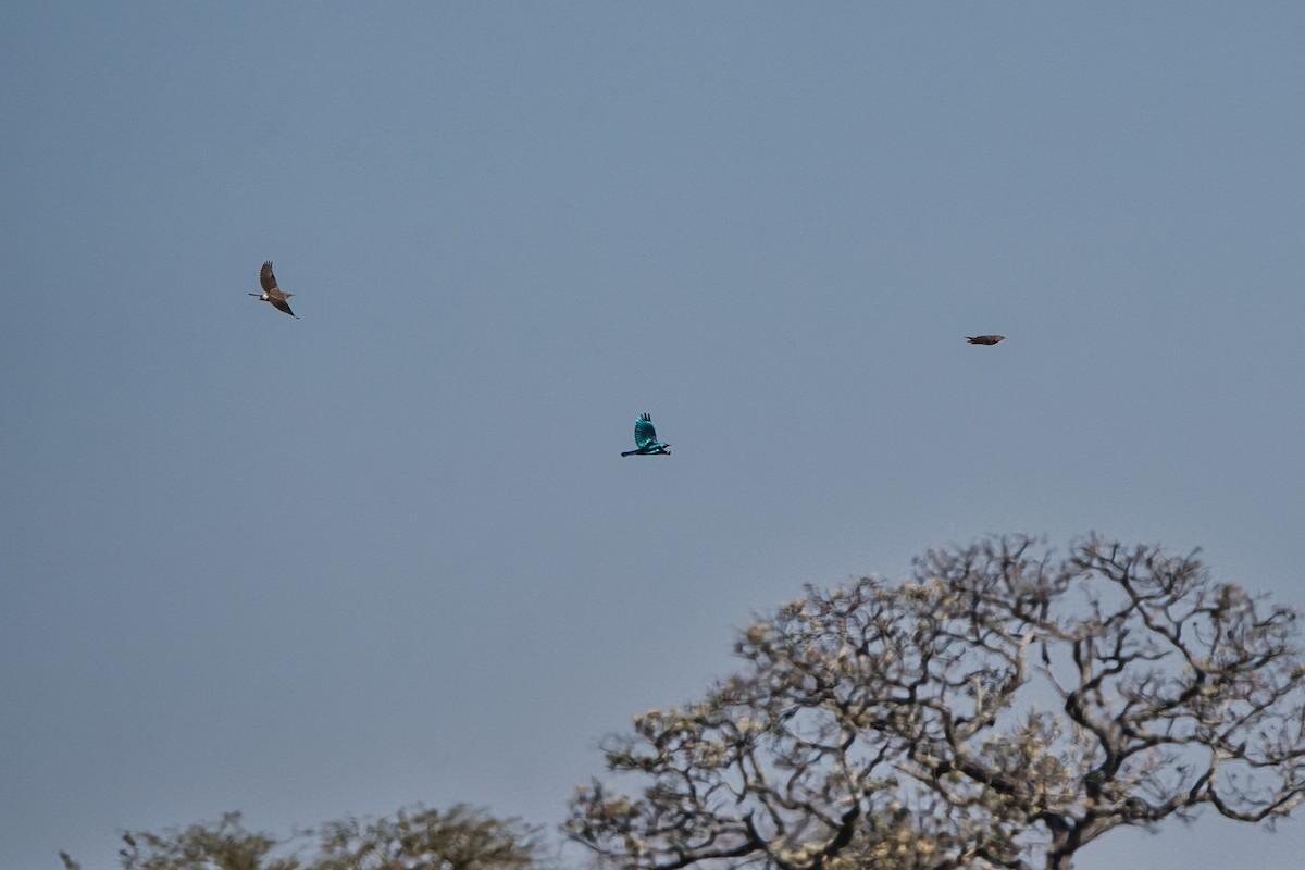 Greater Blue-eared Starling - ML646735370