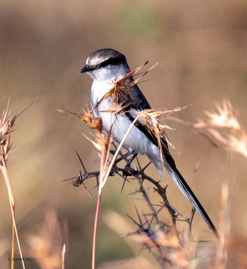 シロハラサンショウクイ - ML646735380
