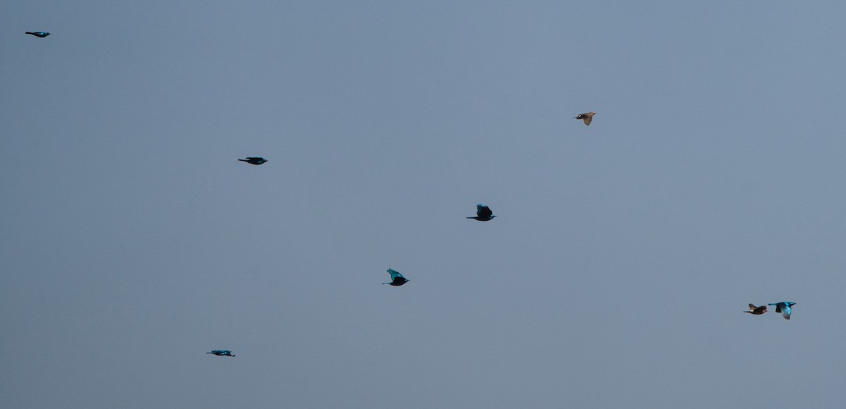 Greater Blue-eared Starling - ML646735381