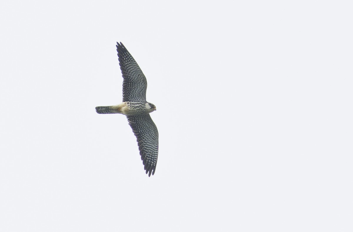 アカアシチョウゲンボウ - ML646735384