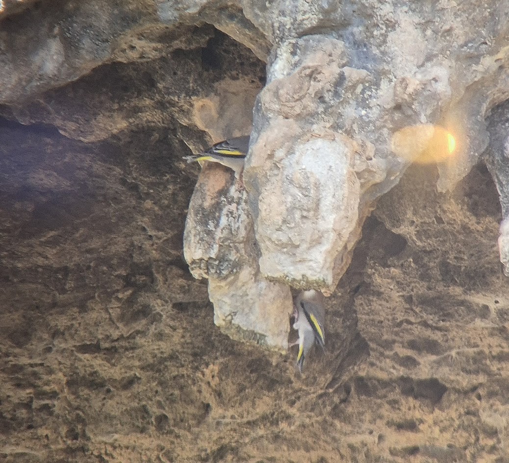 arabiafink - ML646735385