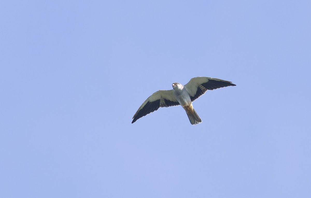 アカアシチョウゲンボウ - ML646735386