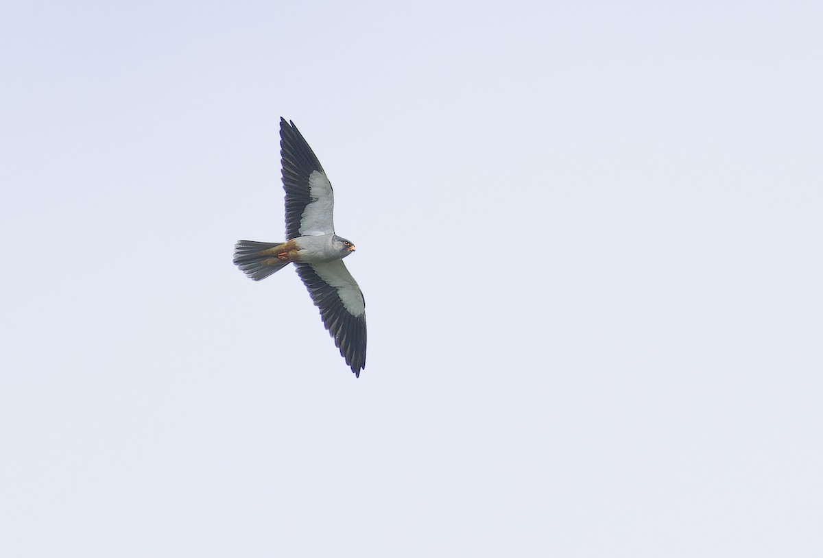 アカアシチョウゲンボウ - ML646735387