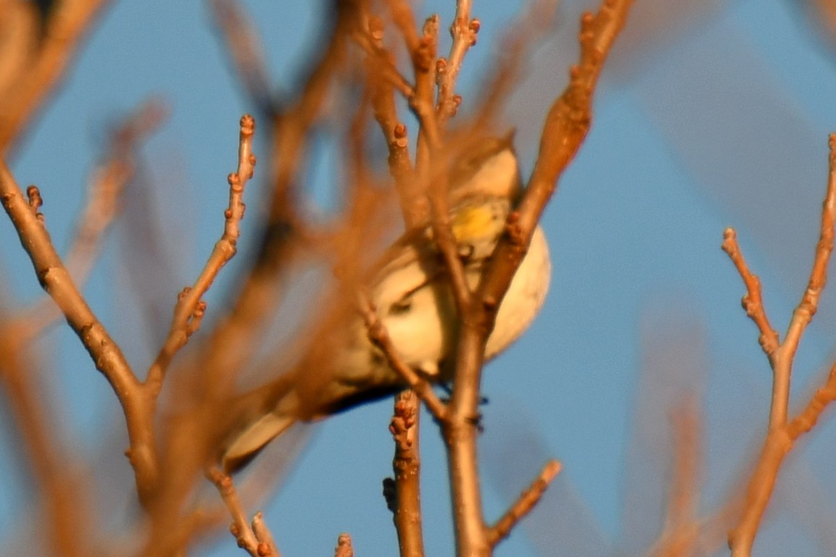キヅタアメリカムシクイ - ML646735388