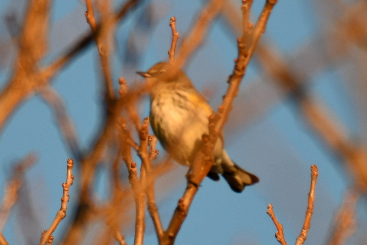 キヅタアメリカムシクイ - ML646735389
